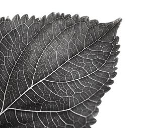 Preview wallpaper leaf, macro, bw