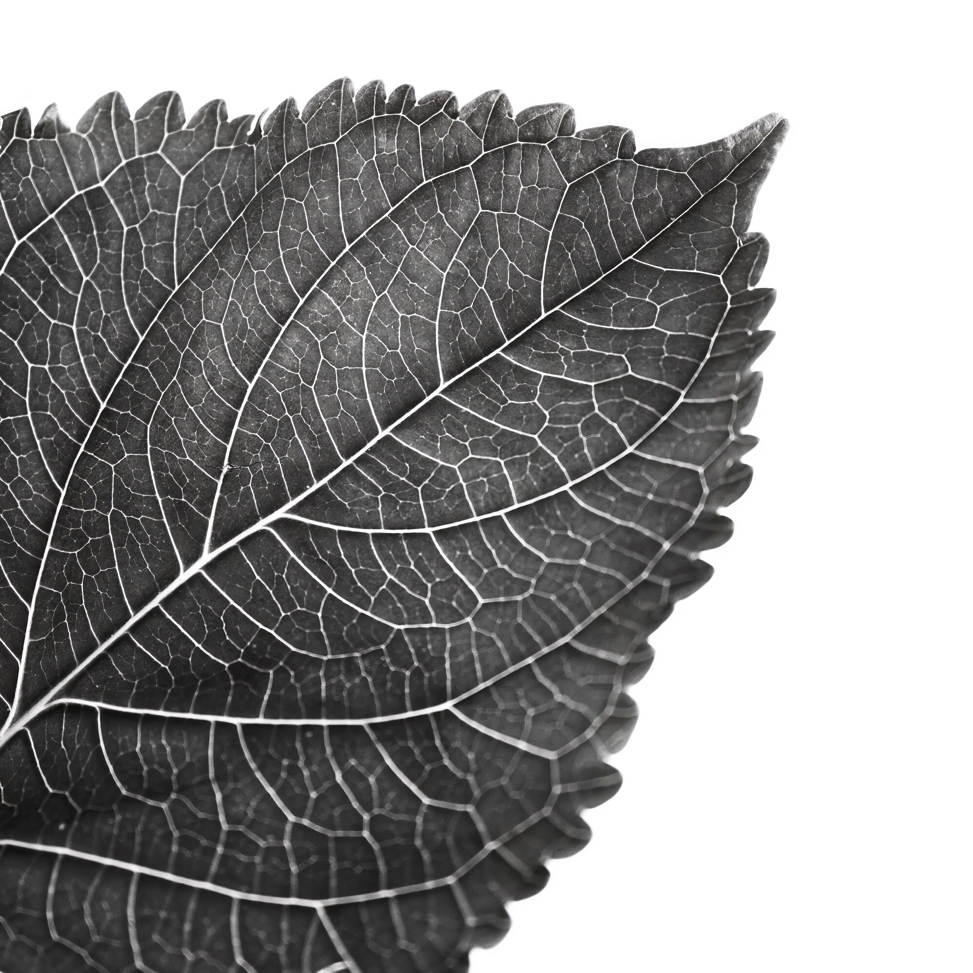 3415x3415 Wallpaper leaf, macro, bw