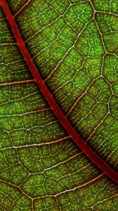 Preview wallpaper leaf, macro, cranny