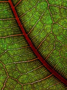 Preview wallpaper leaf, macro, cranny