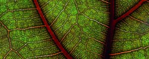 Preview wallpaper leaf, macro, cranny