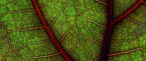 Preview wallpaper leaf, macro, cranny
