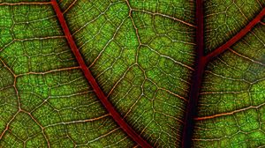 Preview wallpaper leaf, macro, cranny