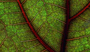 Preview wallpaper leaf, macro, cranny