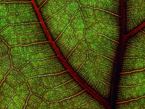 Preview wallpaper leaf, macro, cranny