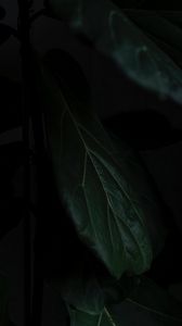 Preview wallpaper leaf, macro, dark, shadow, green