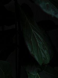 Preview wallpaper leaf, macro, dark, shadow, green