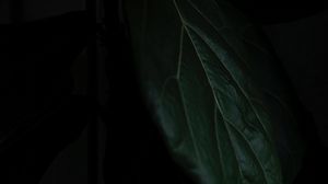 Preview wallpaper leaf, macro, dark, shadow, green