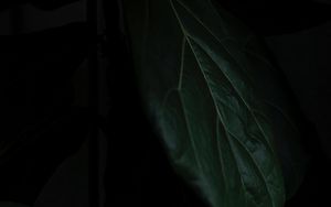 Preview wallpaper leaf, macro, dark, shadow, green