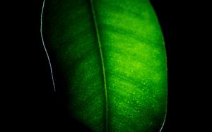 Preview wallpaper leaf, macro, dark, green