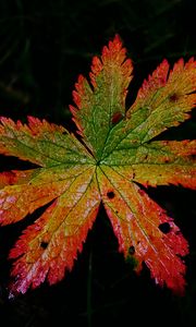 Preview wallpaper leaf, macro, darkness, autumn