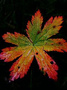 Preview wallpaper leaf, macro, darkness, autumn