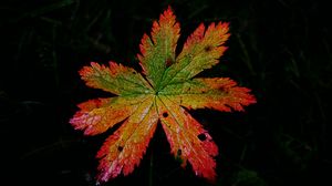 Preview wallpaper leaf, macro, darkness, autumn