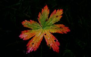 Preview wallpaper leaf, macro, darkness, autumn