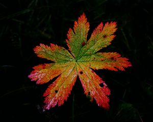 Preview wallpaper leaf, macro, darkness, autumn