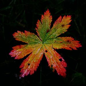 Preview wallpaper leaf, macro, darkness, autumn