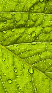 Preview wallpaper leaf, macro, drop