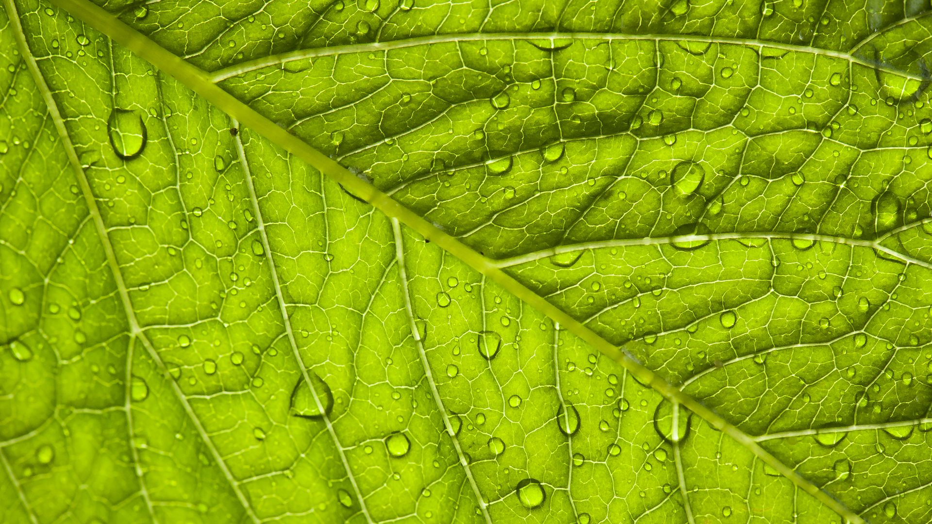 Download wallpaper 1920x1080 leaf, macro, drop full hd, hdtv, fhd ...