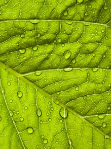 Preview wallpaper leaf, macro, drop