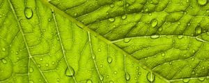 Preview wallpaper leaf, macro, drop