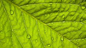 Preview wallpaper leaf, macro, drop