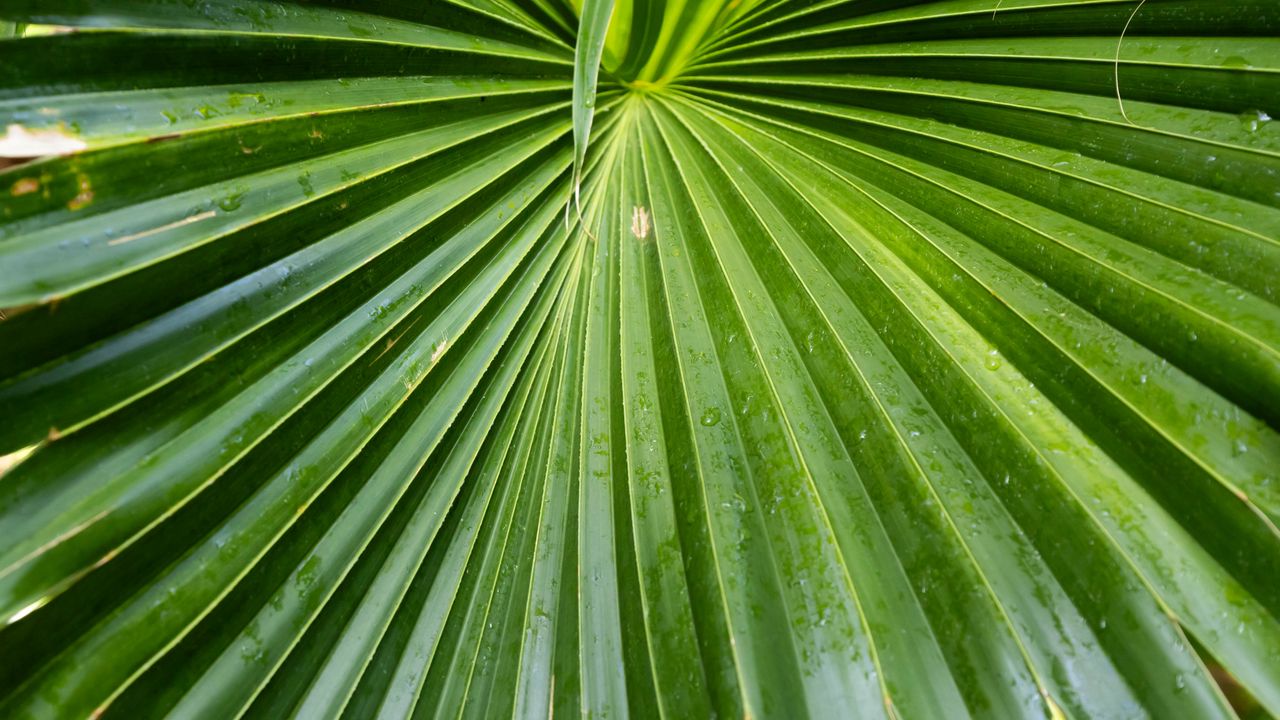 Wallpaper leaf, macro, drops, green, plant