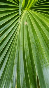 Preview wallpaper leaf, macro, drops, green, plant