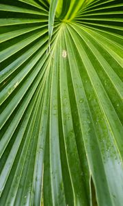 Preview wallpaper leaf, macro, drops, green, plant