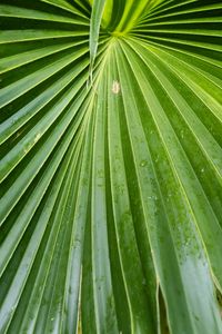 Preview wallpaper leaf, macro, drops, green, plant