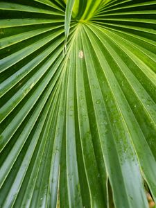 Preview wallpaper leaf, macro, drops, green, plant