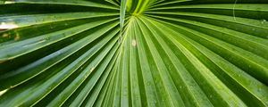 Preview wallpaper leaf, macro, drops, green, plant