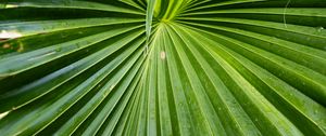 Preview wallpaper leaf, macro, drops, green, plant
