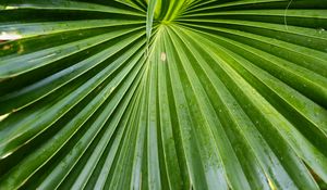 Preview wallpaper leaf, macro, drops, green, plant