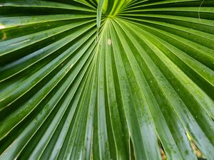 Preview wallpaper leaf, macro, drops, green, plant