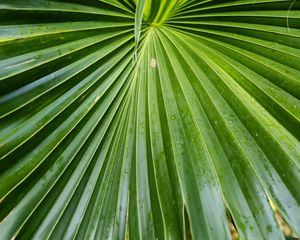 Preview wallpaper leaf, macro, drops, green, plant