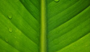Preview wallpaper leaf, macro, drops
