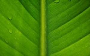 Preview wallpaper leaf, macro, drops