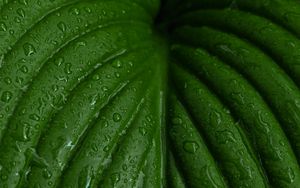 Preview wallpaper leaf, macro, drops, plant