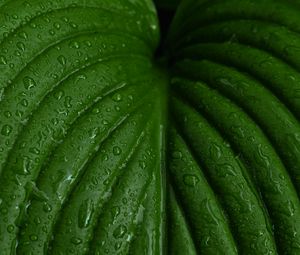 Preview wallpaper leaf, macro, drops, plant