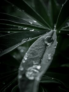 Preview wallpaper leaf, macro, drops, water