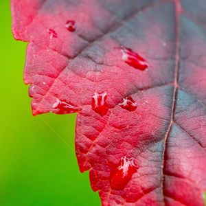 Preview wallpaper leaf, macro, drops, wet