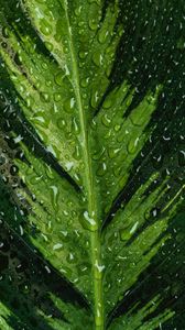 Preview wallpaper leaf, macro, drops, veins
