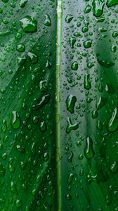 Preview wallpaper leaf, macro, drops, wet, water
