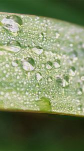 Preview wallpaper leaf, macro, drops, dew