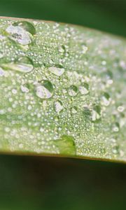 Preview wallpaper leaf, macro, drops, dew