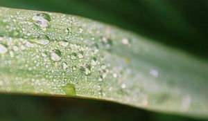 Preview wallpaper leaf, macro, drops, dew