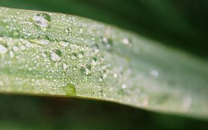 Preview wallpaper leaf, macro, drops, dew