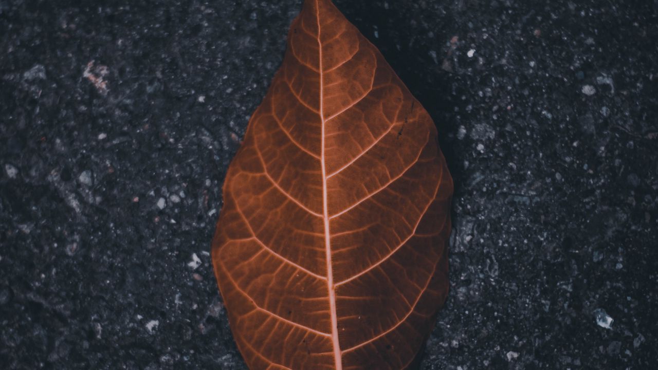 Wallpaper leaf, macro, dry, brown, asphalt