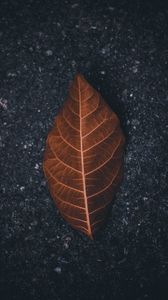 Preview wallpaper leaf, macro, dry, brown, asphalt