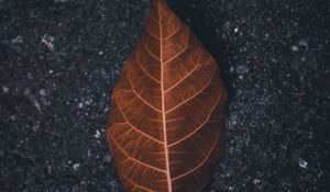 Preview wallpaper leaf, macro, dry, brown, asphalt